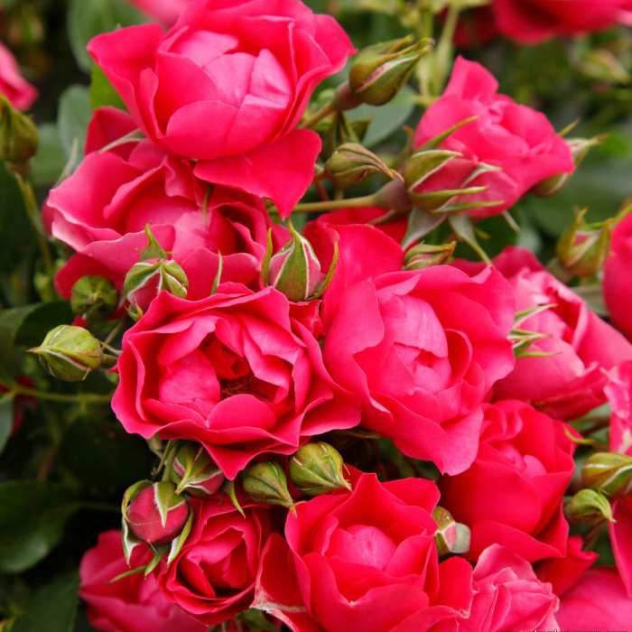 Close-up of pink roses with green buds on a blurred green background