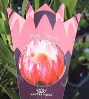 PROTEA PINK CREAM