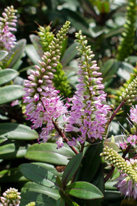 HEBE PINK CANDY