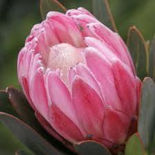 PROTEA PINK CREAM