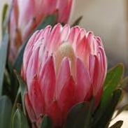 PROTEA PINK CREAM