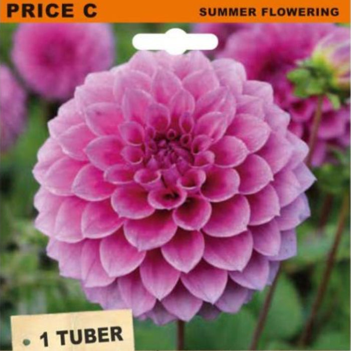 Seed packet for 'Dahlia Ball' 'Pink Show' tubers from Frontier Cottage. The packaging features a large photograph of a pink dahlia flower, with text indicating 'PRICE C' and 'SUMMER FLOWERING' at the top, and '1 TUBER' and 'DAHLIA BALL PINK SHOW' on a wood-grain style banner below.