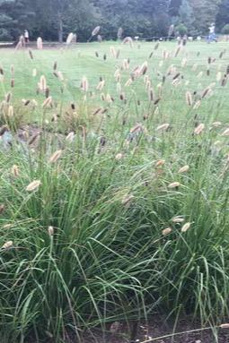 PENNISETUM RED BUTTONS 140MM
