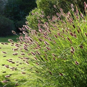 PENNISETUM RED BUTTONS 140MM