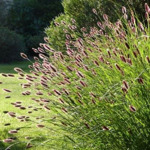 PENNISETUM RED BUTTONS 140MM