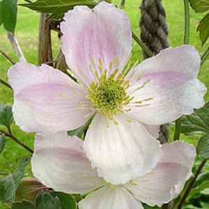 White and pink flower with green leaves in the background