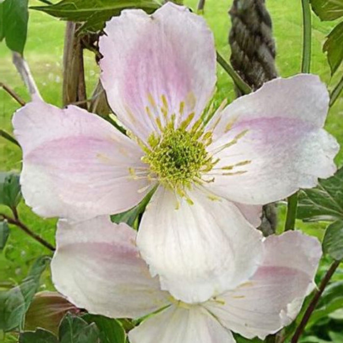 White and pink flower with green leaves in the background