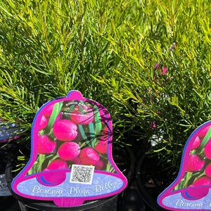 BORONIA PLUM BELLS