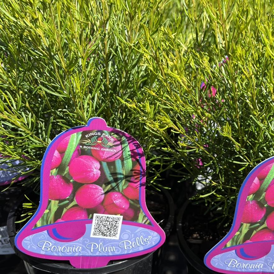 Plants