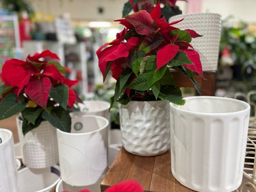 Red poinsettia plants in white pots on a wooden table with a blurred store background.