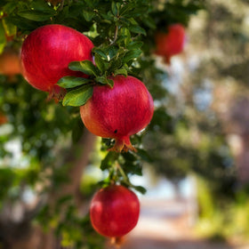 Red pomegranates hanging from a tree with a blurred natural background
