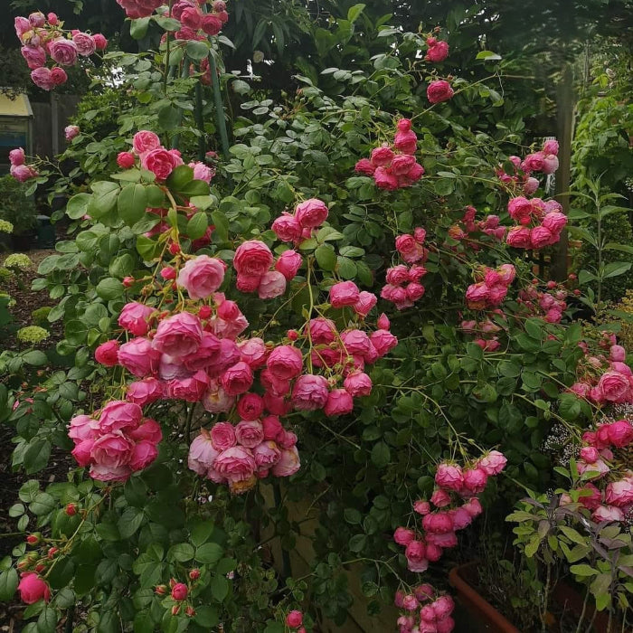 Bouquet of pink roses in a garden setting
