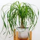 House Plants