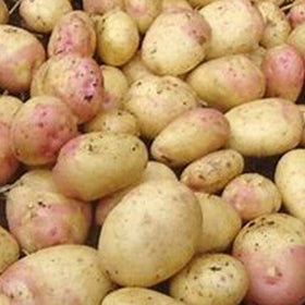 King Edward potatoes with a dark background