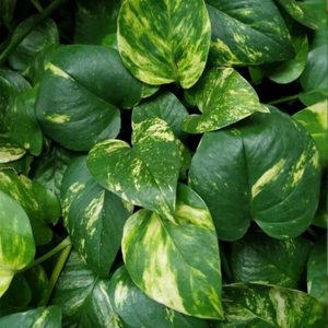 POTHOS - EPIPREMNUM - HANGING BASKET