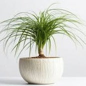 PONYTAIL PALM 140mm