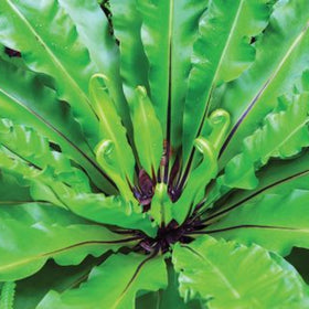 Close-up of a large green leafy plant with a central stem.