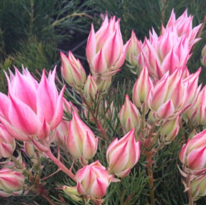 pretty n pink serruria