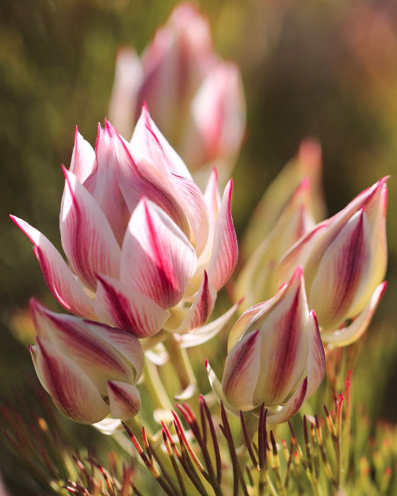 pretty-n-pink