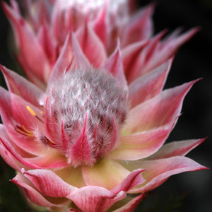 serruria pink