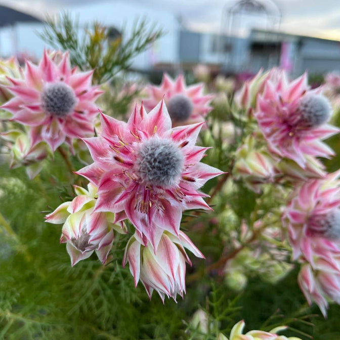 pretty n pink serruria flower bunch