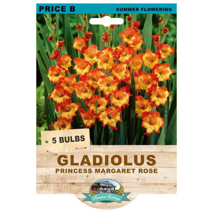 gladioli princess rose pkt