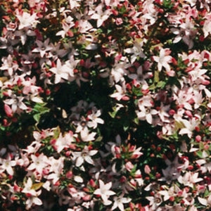 Close-up of small white and pink flowers with a blurred background