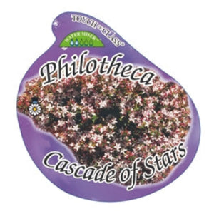 Plastic container with 'Philotheca Cascade of Stars' plants on a white background
