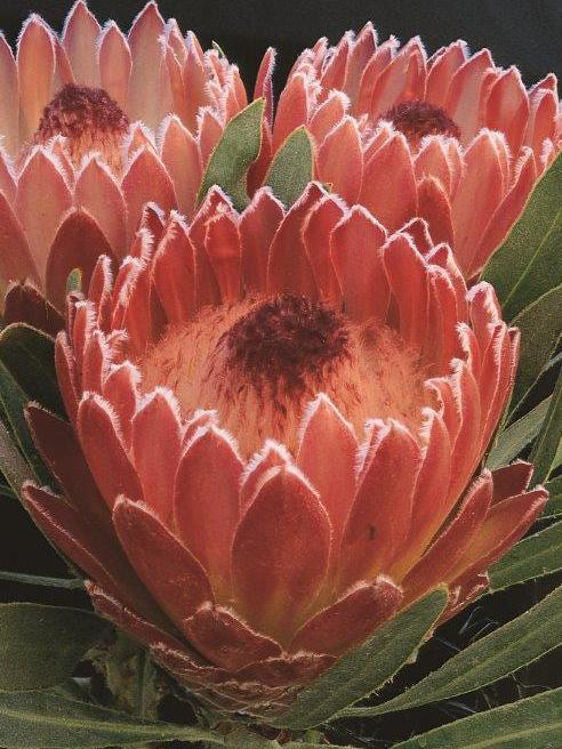 PROTEA JULIET