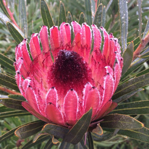 PROTEA JULIET