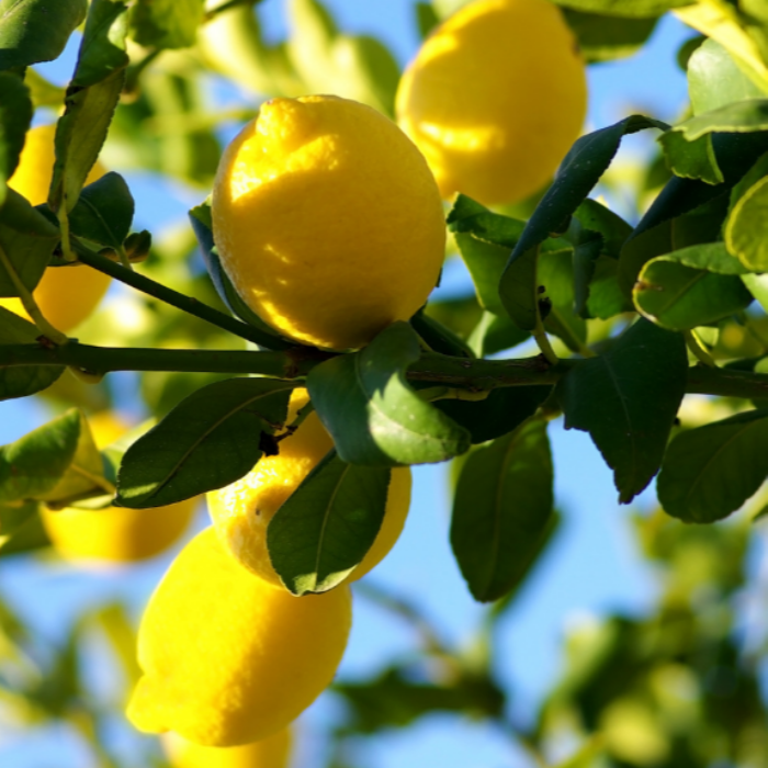 Yellow lemons on a tree branch with a clear blue sky background