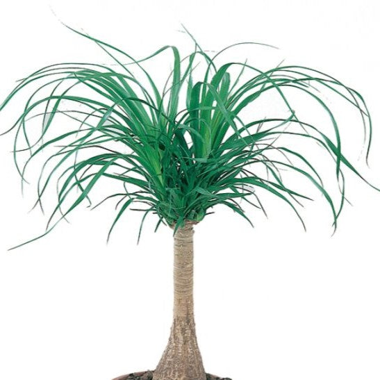 PONYTAIL PALM 140mm