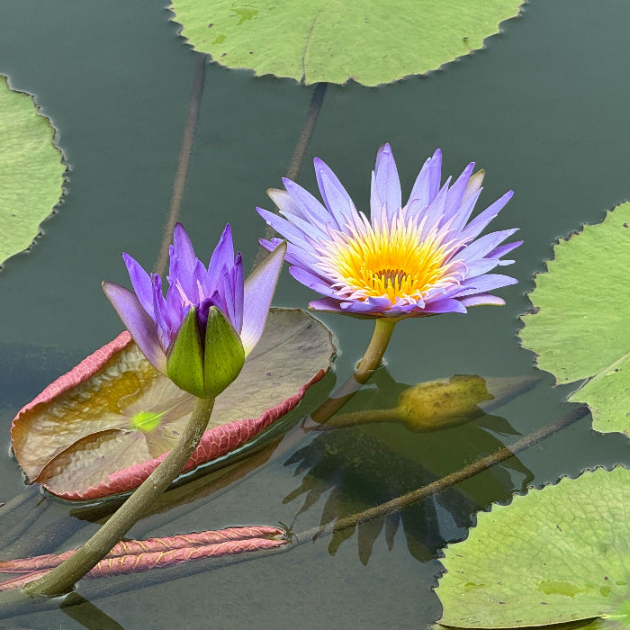 Purple water lilies with green leaves on a pond