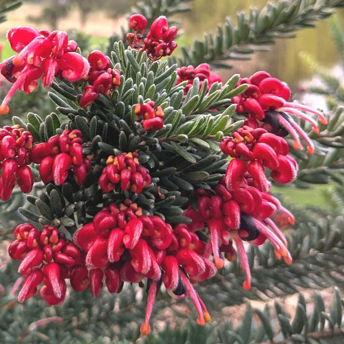GREVILLEA HOT LAVA