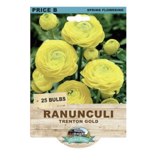 Packaging of Ranunculi Trenton Gold bulbs with yellow flowers on a white background