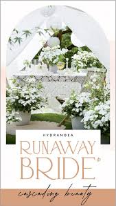 HYDRANGEA RUNAWAY BRIDE