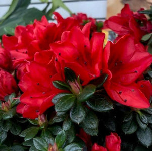 Close-up of vibrant red flowers with green leaves