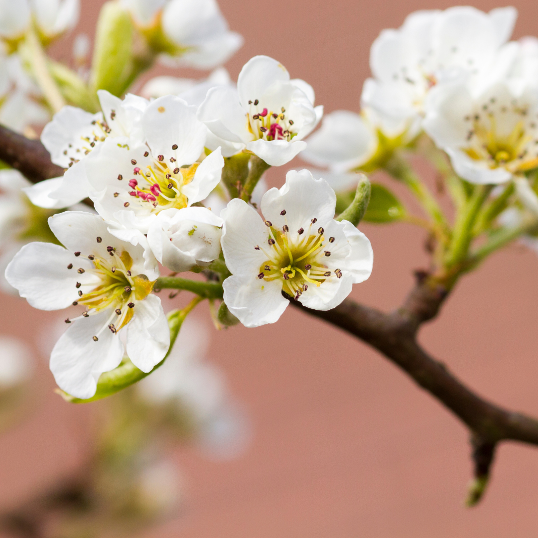 Dwarf Fruit Trees