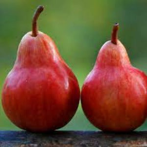 PRE ORDER -PEAR DWARF RED PRINCESS - BARE ROOTED