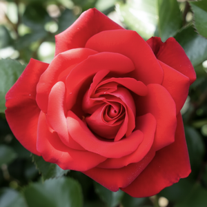 Close-up of a red rose with green leaves in the background