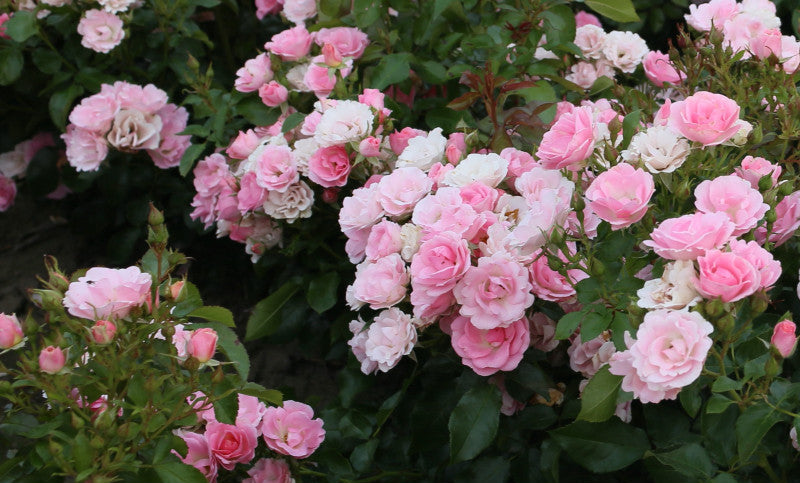 Bouquet of pink and white flowers with green leaves on a white background