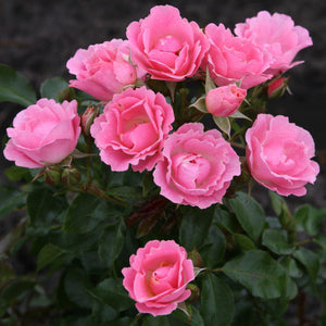 Bouquet of pink roses with green leaves on a blurred background