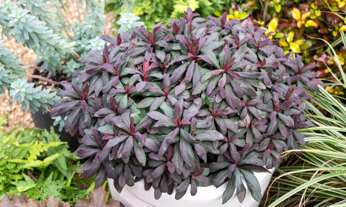 ruby glow euphorbia foliage