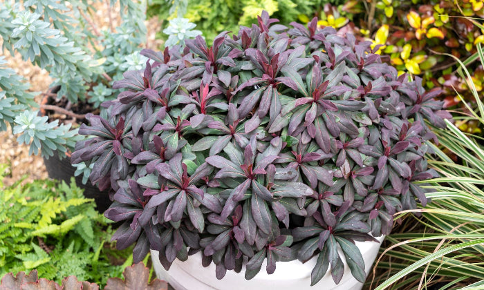 ruby glow euphorbia foliage