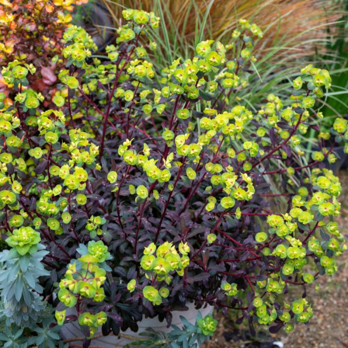 ruby glow in flower