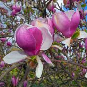 MAGNOLIA RUSTICA RUBRA 200MM