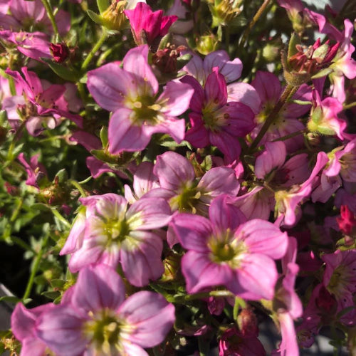 Close-up of pink flowers with green centers