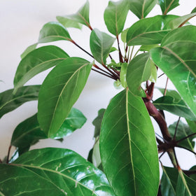 House Plants