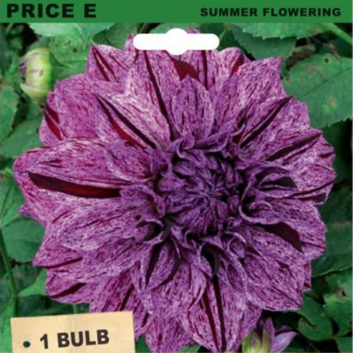 Seed packet for 'Dahlia Giant Samoan Prince' featuring a large purple marbled flower on a green leafy background, with text indicating '1 Bulb' and the brand 'Famille Royal'.