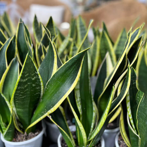 Row of potted snake plants with green and yellow leaves.
